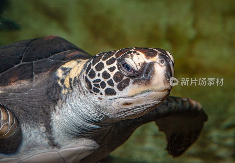 绿海龟(Chelonia mydas)或绿海龟是龟科的一种大型海龟。它是龟属中唯一的一种。它的活动范围遍及世界各地的热带和亚热带海域。